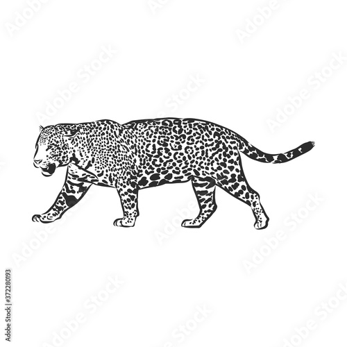Jaguar. Hand drawn sketch illustration isolated on white background. portrait of a Jaguar animal, vector sketch illustration