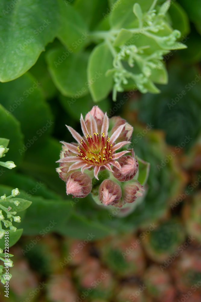 Flor de planta de rocalla Flor de planta de rocalla