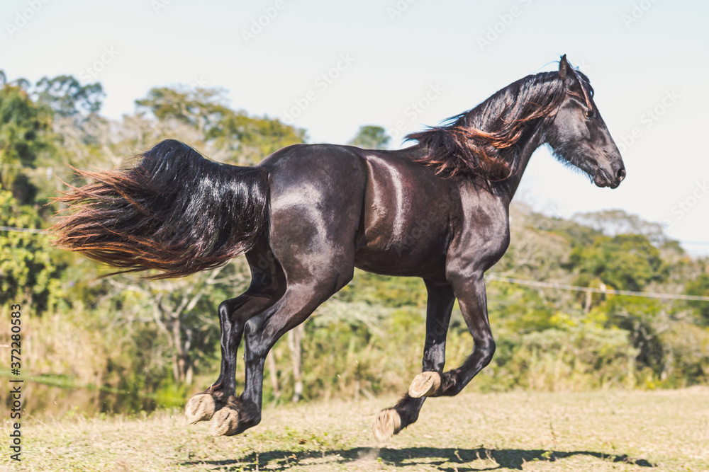 Fototapeta premium Friesian Horse