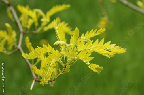 Honey locust - Gleditsia triacanthos 'Sunburst'