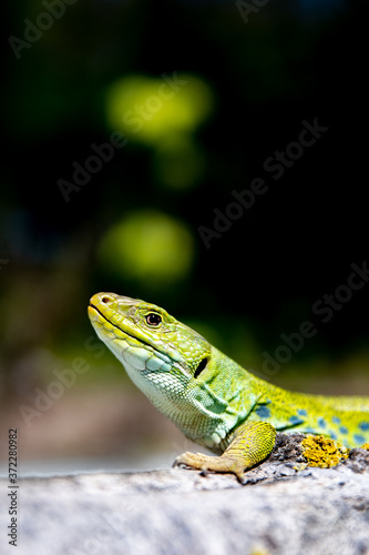 Lagarto ocelado. Timon lepidus 