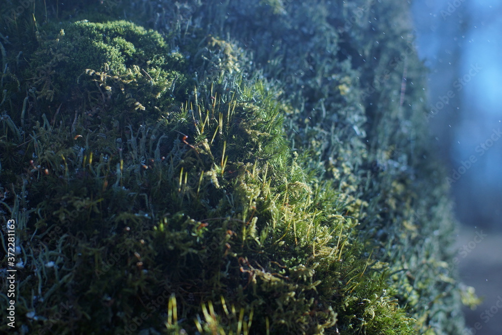 Naklejka premium Young green moss on a tree under raindrops with bokeh effect, microplants closeup, natural concept