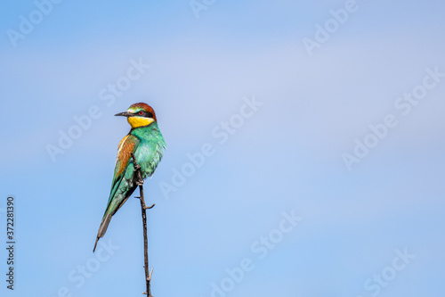 Abejaruco (Merops apiaster)