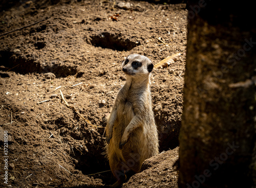 Little Meerkat upright on his watch in the sand photo