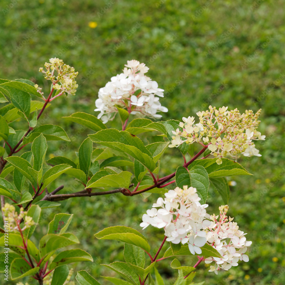 Hydrangea paniculata ou hortensia paniculé, arbuste ornemental à floraison bicolore décorative couleur blanc ivoire ou vanille rosissant en fin d'été sur tiges souples et rougeâtre Hydrangea paniculata ou hortensia paniculé, arbuste ornemental à floraison bicolore décorative couleur blanc ivoire ou vanille rosissant en fin d'été sur tiges souples et rougeâtre