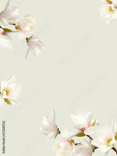 Blooming white magnolia flower isolated on white background.