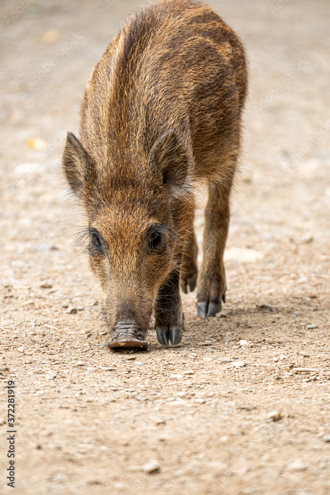 Jabali pequeño. Jabali pequeño.
