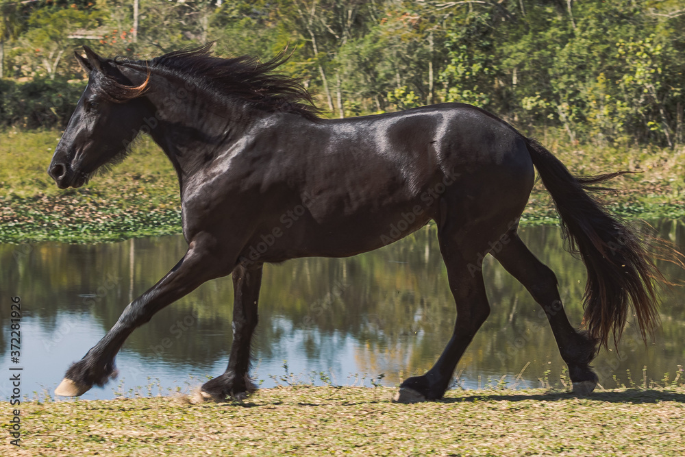 Friesian Horse Friesian Horse