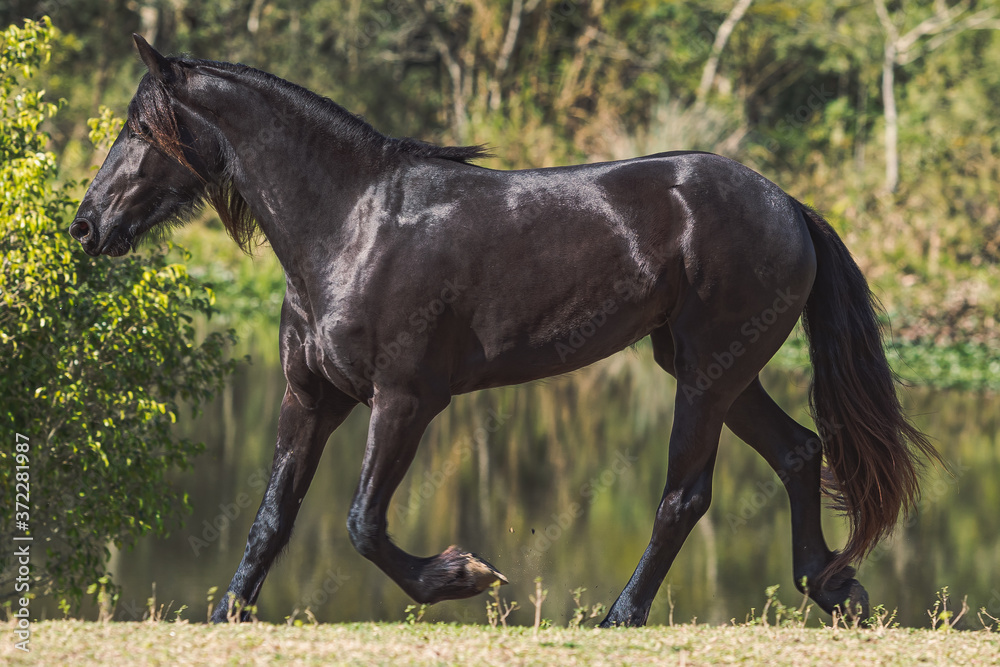 Friesian Horse Friesian Horse