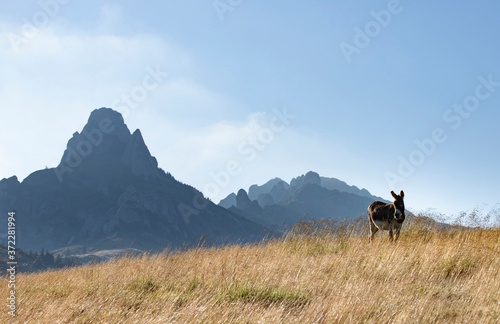 Donkey grazing in Ciucas, mountain silhoette in the background.