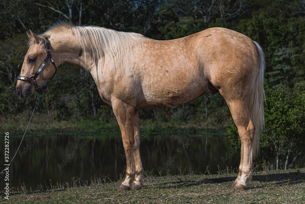 Naklejka premium Potro Quarto de Milha