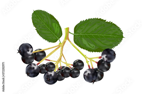 Chokeberry isolated on white background. Branch of aronia with green leaf. Black choke berry fruits. Botanical branch with berries and leaves. For tea, organic cosmetic, medicine, aromatherapy. Vector