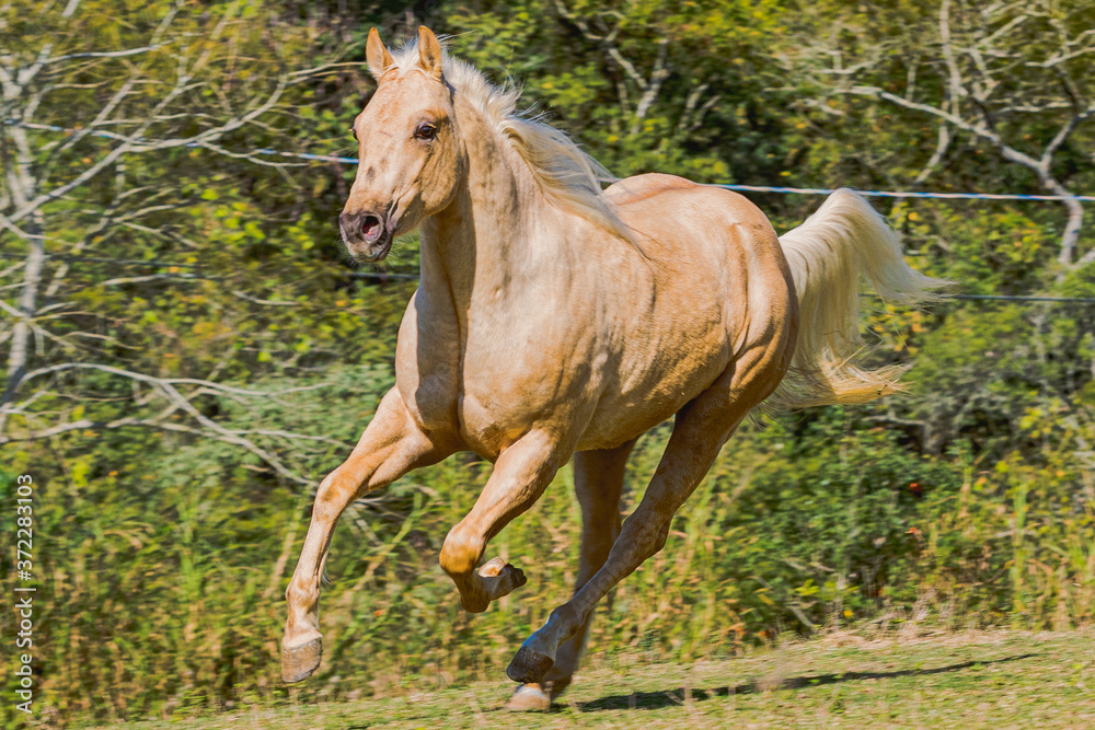 Fototapeta premium Potro Quarto de Milha