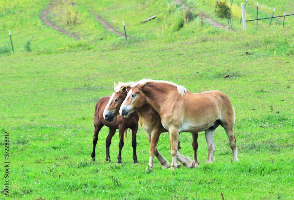 Three Animals Three Animals