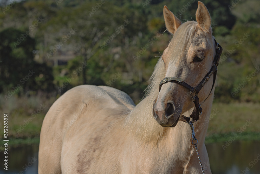 Obraz premium Potro Quarto de Milha