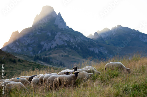 High in the mountains shepherds graze cattle among the panorama of wild forests and fields of the Carpathians.