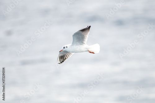 Gaviotas en vuelo.