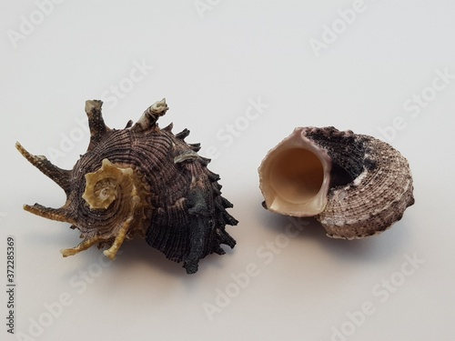 Photograph on white background of seashell or conch Angaria Delphinus of the gasteropod family Angariidae photo