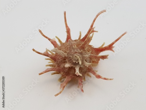 Photograph on white background of seashell or conch Angaria Vicdani of the gasteropod family Angariidae photo
