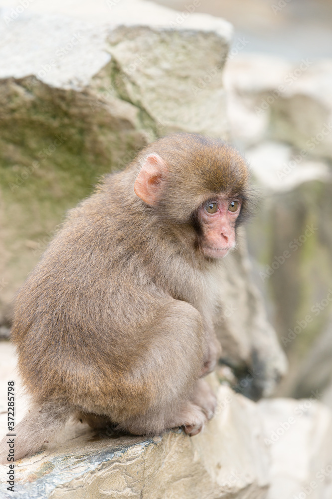 Naklejka premium ニホンザルの自由で楽しい暮らしのポートレート 猿のかわいい姿