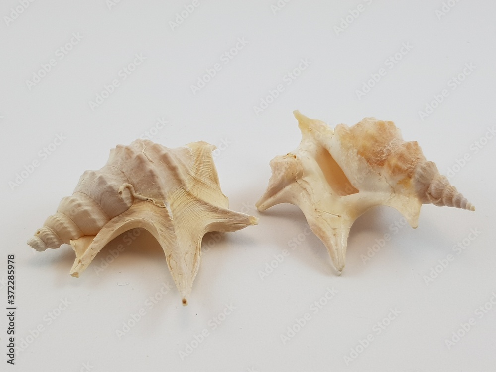 Photograph on white background of seashell or conch Aporrais Serreseanus of the gasteropod family Aporrhaidae Photograph on white background of seashell or conch Aporrais Serreseanus of the gasteropod family Aporrhaidae