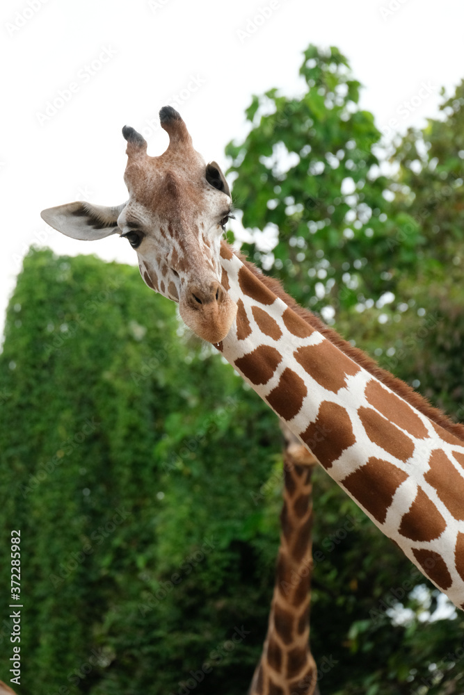 Obraz premium giraffe