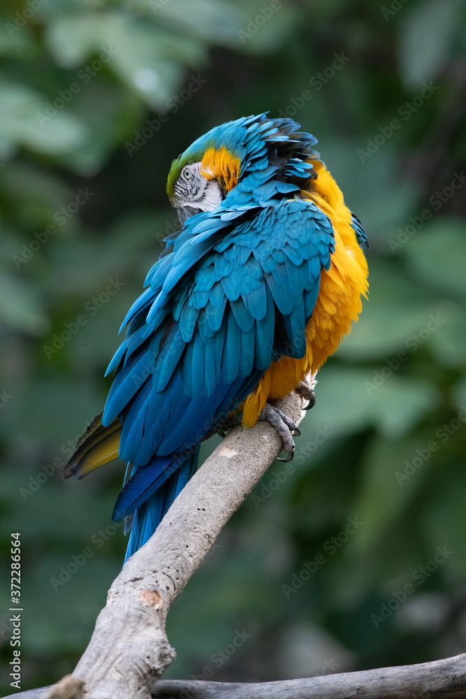 El guacamayo azulamarillo (Ara ararauna)