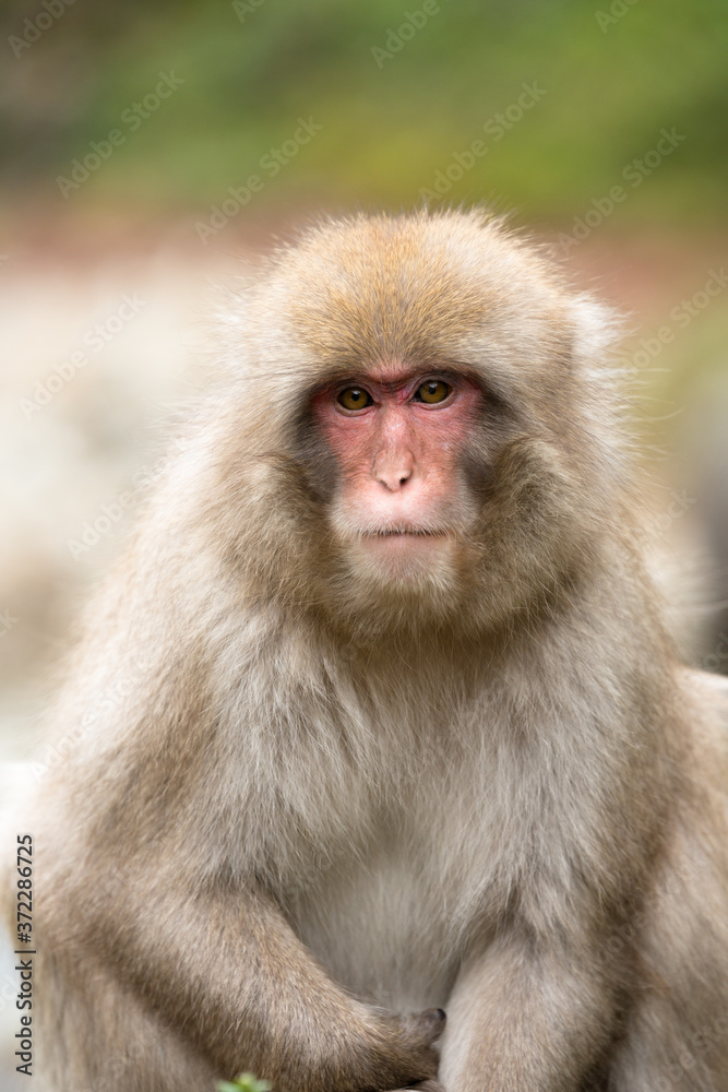 ニホンザルの自由で楽しい暮らしのポートレート 猿のかわいい姿