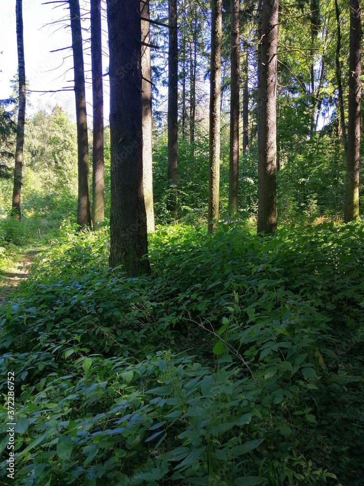 Obraz premium Forest