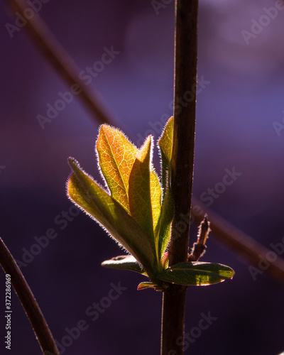 Close up of a honeysucle photo