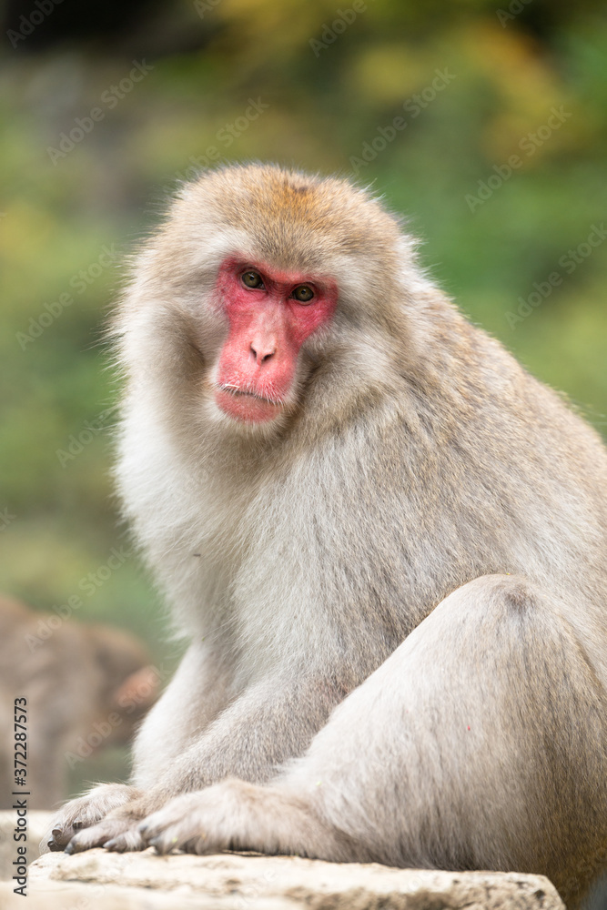 Naklejka premium ニホンザルの自由で楽しい暮らしのポートレート 猿のかわいい姿