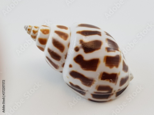 Photograph on white background of seashell or conch Babylonia Aerolata of the gastropod family Buccinidae