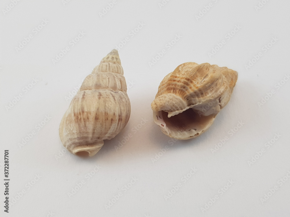 Photograph on white background of seashell or conch Phos Senticosus of the gastropod family Buccinidae Photograph on white background of seashell or conch Phos Senticosus of the gastropod family Buccinidae