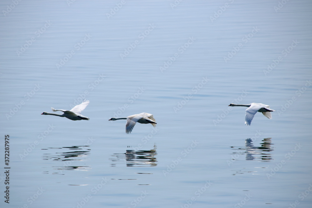 3 Schwäne fliegen über das Wasser