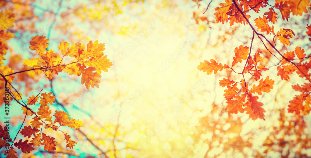 Autumn oak leafes on wide blurred background, very shallow focus. Colorful foliage in the autumn park.