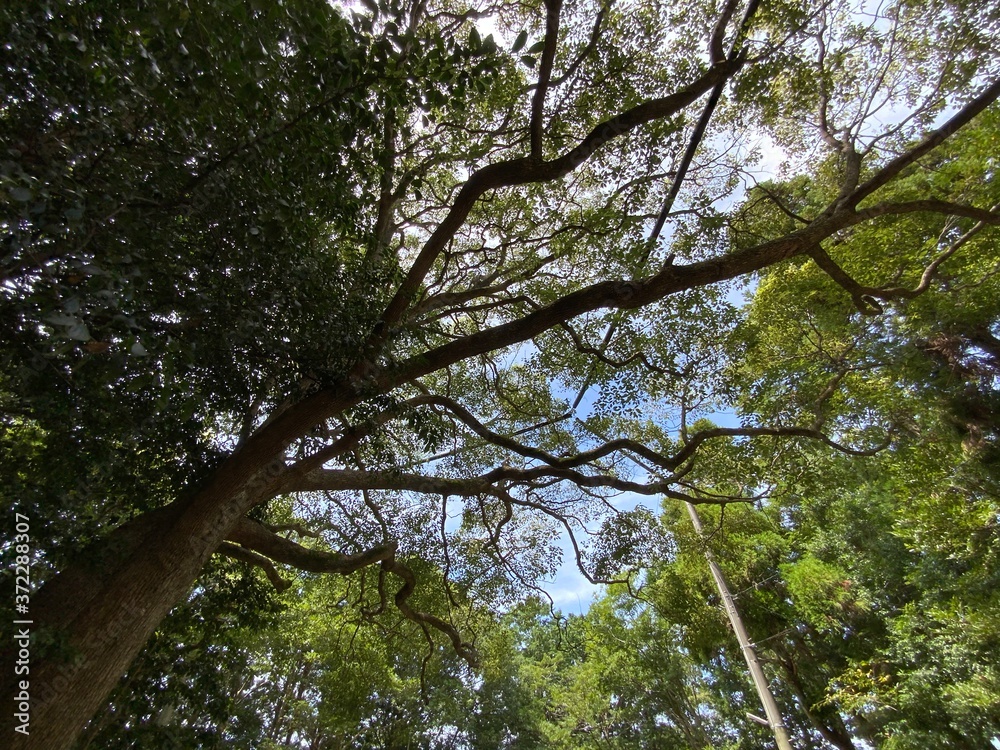 Fototapeta premium 自然と空の融合