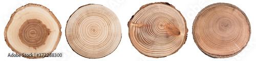 Fotografia Wood slice cross section with tree rings   isolated on whitte background