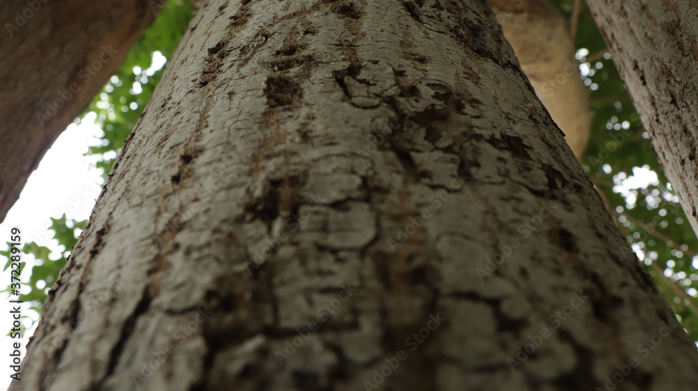 Obraz premium trunk of a tree