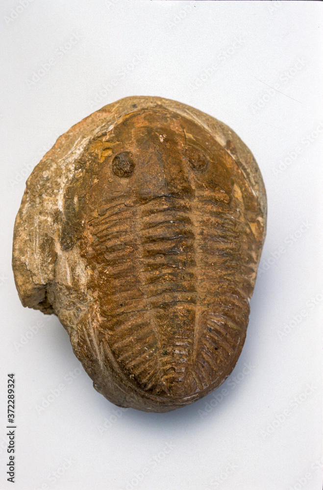 Naklejka premium focile, Trilobite, Trilobita, Dalmanites, Dalmanitidae, Ordovicien, Europe