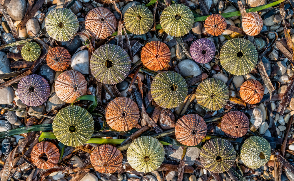 colorful sea urchin shells on pebbles and seaweed, natural seamless pattern background colorful sea urchin shells on pebbles and seaweed, natural seamless pattern background