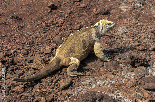 Fototapeta Naklejka Na Ścianę i Meble -  iguane terrestre de Santa Fe, Conolophus pallidus, Archipel des Galapagos, Equateur