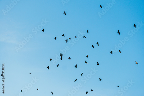 Billede på lærred A flock of black crows flying and circling against the blue sky