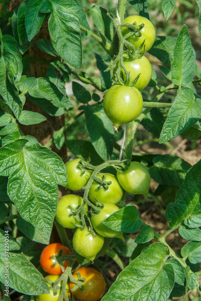 Unripe green tomatoes growing on bush in the garden.