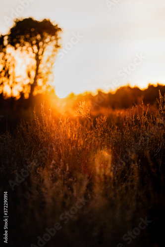 Coloful orange landscape with trees and grass fields in the countryside and beautiful summer sunset light. Lüneburger Heide, Lüneburg Heath in Lower Saxony, Germany © Ricardo