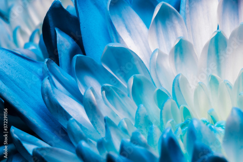 Blue painted flower petals captured with macro lens. Upclose high detail. 