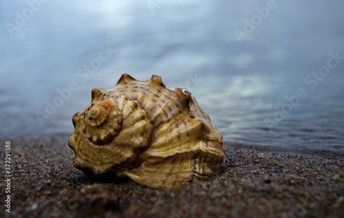 Obraz na plátně Close up of beach sand with sea shells