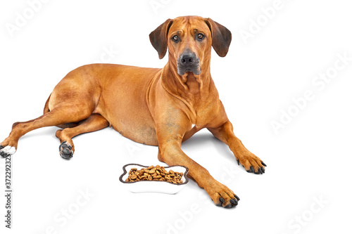 Dog laying near a bowl of dry kibble food. Dog and a bowl of dry kibble food over white background. Feeding dog. Hungry dog