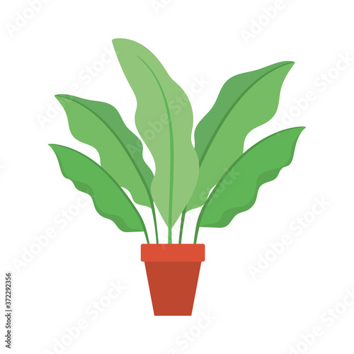 Plant inside pot design of Floral nature garden ornament botany decoration beauty and flora theme Vector illustration