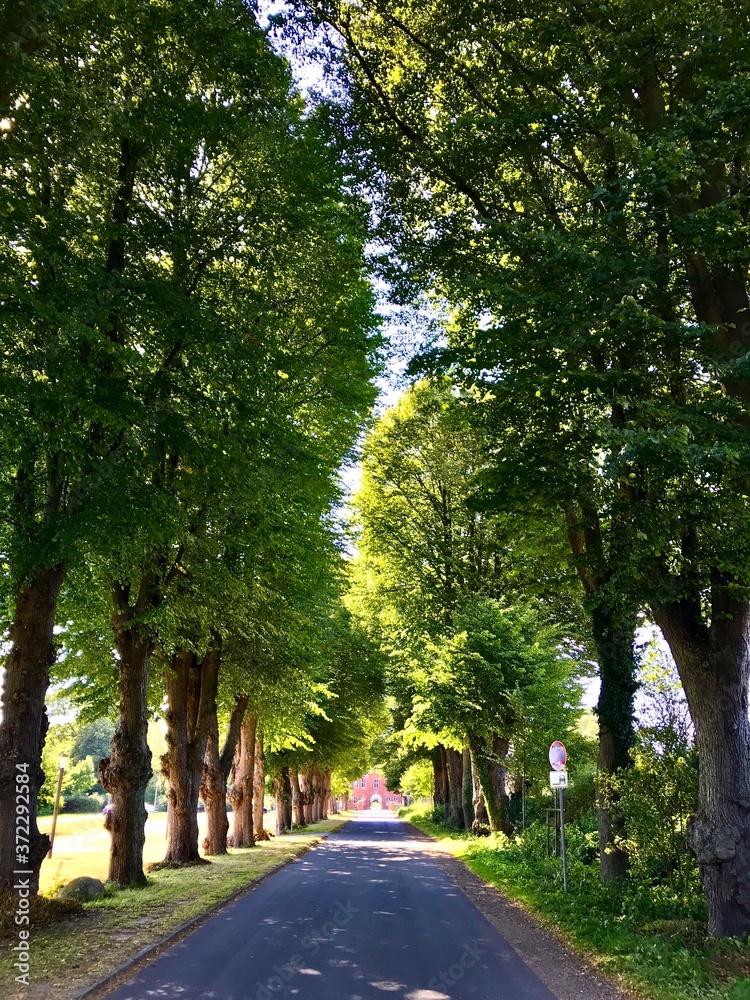 Allee zum Gut Hasselburg in Altenkrempe (Schleswig-Holstein) Allee zum Gut Hasselburg in Altenkrempe (Schleswig-Holstein)