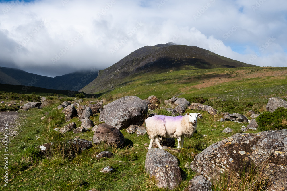 sheep on the mountain in Ireland 